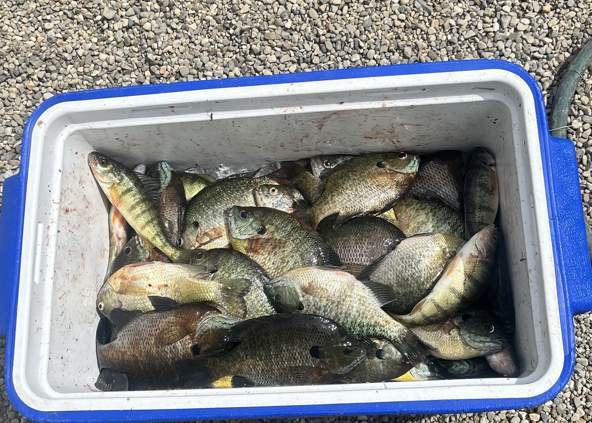 Maumee river report 6 June, 2026