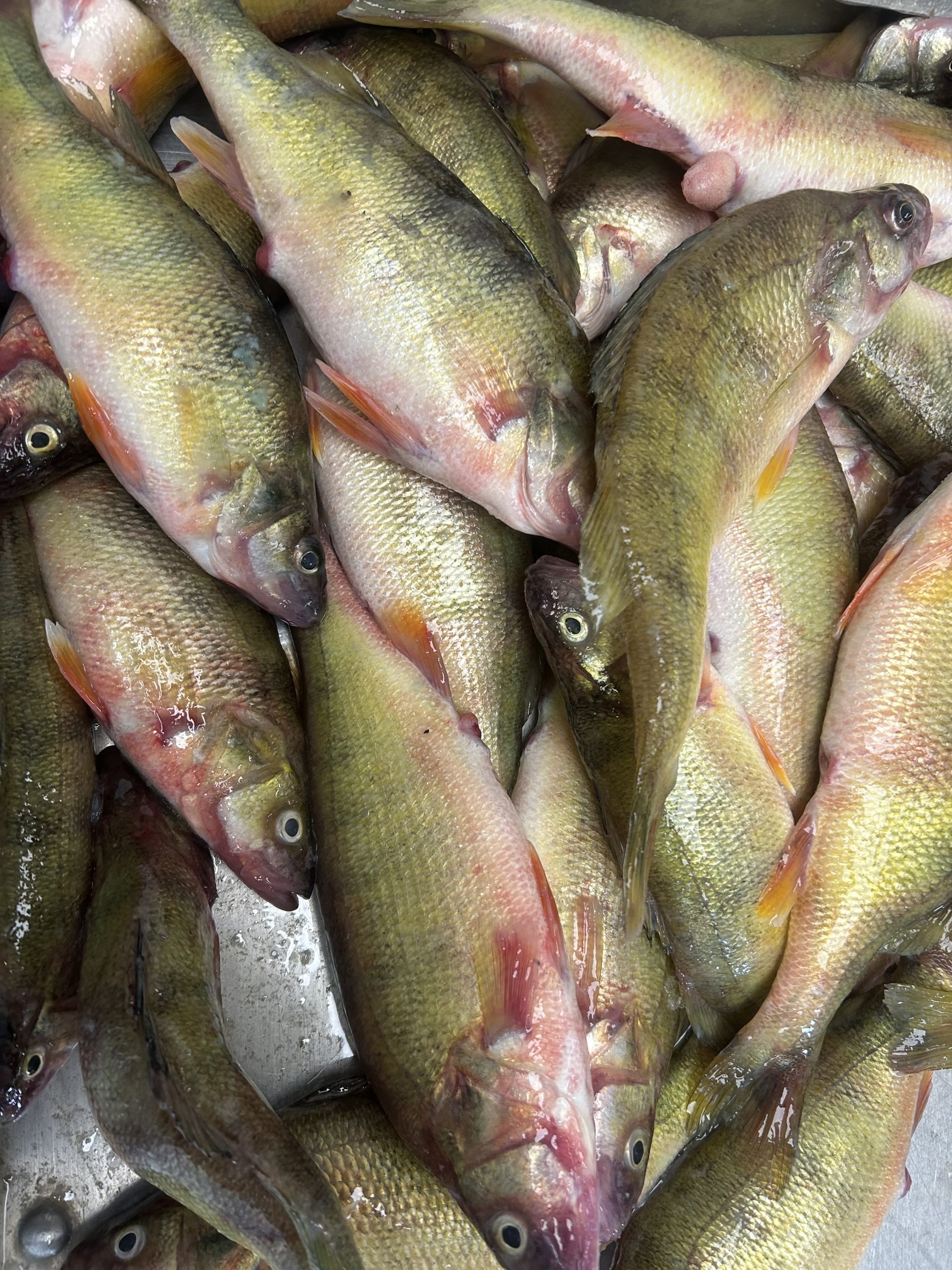 Maumee Tackle -Fall/ Winter hours start Sunday  9am-5pm
